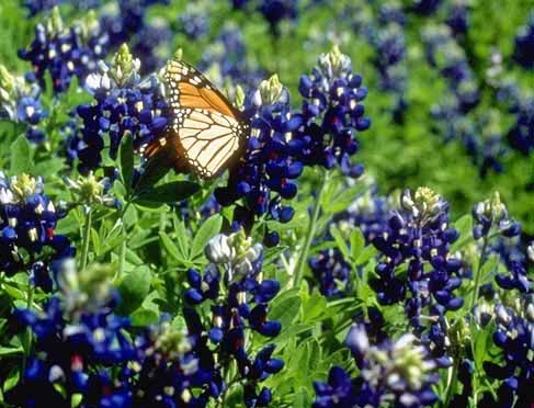 bluebonnets and butterfly